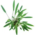 Dennerle Plants Aquariumpflanze Cryptocoryne Lucens