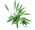 Cryptocoryne lucens - Topf Wasserkelche Anfängerpflanze Aquarium Dennerle 648