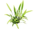 Schmalblättriger Nevilii Wasserkelch - Cryptocoryne lucens