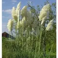 Pampasgras weiße Wedel - Cortaderia selloana