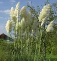 Pampasgras weiße Wedel - Cortaderia selloana - lebende Gartenpflanze aus den Baumschulen