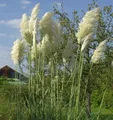Pampasgras weiße Wedel - Cortaderia selloana