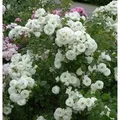 Strauchrose Weisse Wolke 30-60cm