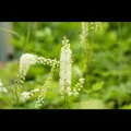 Actaea simplex 'White Pearl' (Cimicifuga) - Garten-Oktober-Silberkerze 'White…