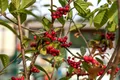 Pflanzen für Dich Gehölze Cotoneaster watereri Pendulus, 1 St., Hängemispel
