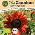 Little Plants BIO Sonnenblumen Samen 30 Sonnenblumensamen Sonnenblume Velvet Queen Blumensamen für Blumenkübel Samenfest Blumen Samen für Balkon und Garten