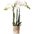 Kolibri Orchids Weiße Phalaenopsis Orchidee Amabilis Topfgröße 9cm