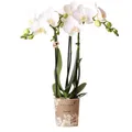 Exotenherz Zimmerpflanze Weiße Phalaenopsis-Orchidee Amabilis Topfgröße 9cm