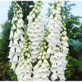 Digitalis Purpurea Alba Fingerhut Ca. 9x9 cm Topf