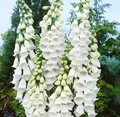 Pflanzen für Dich Staude Digitalis purpurea Alba, 1 St., Fingerhut, Weißer Fingerhut