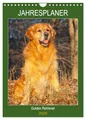 Jahresplaner Golden Retriever (Wandkalender 2026 DIN A4 hoch), CALVENDO Monatskalender