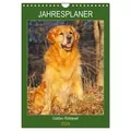 Jahresplaner Golden Retriever (Wandkalender 2026 DIN A4 hoch) CALVENDO Monatskalender von Sigrid Starick/ Calvendo / Calvendo / Kalender