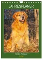 Sigrid Starick | Jahresplaner Go*den Retriever (Wandkalender 2026 DIN A4...
