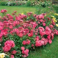 Rosa 'Bad Birnbach', Edelrose, rosa, 5-7,5 Liter Container