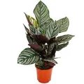 Exotenherz Schattenpflanze mit Ausgefallenem Blattmuster Calathea Ornata 14cm Topf ca. 50cm Hoch