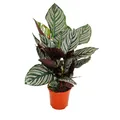 Exotenherz - Schattenpflanze mit ausgefallenem Blattmuster - Calathea ornata - 14cm Topf - ca. 50cm hoch