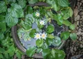 Zinkwanne zum Bepflanzen oder als Miniteich für Terrasse, Garten und Balkon