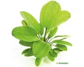 Schwertpflanze kleiner Bär - Echinodorus Dschungelstar Nr. 2