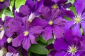 Clematis viticella 'Etoile Violette', Waldrebe, violett, 60–100 cm