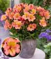 BALDUR Garten Winterharte Alstromeria Incalys® 'Salmon',1 Pflanze, Neuzüchtung, winterhart bis -8°C, blühender Blickfang von Mai bis Oktober, Lieferung im 12 cm XL Topf