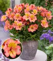 BALDUR Garten Winterharte Alstromeria Incalys® 'Salmon',1 Pflanze, Neuzüchtung, winterhart bis -8°C, blühender Blickfang von Mai bis Oktober, Lieferung im 12 cm XL Topf