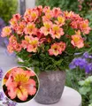 BALDUR Garten Staude Winterharte Alstromeria Incalys® 'Salmon', im 12 cm XL-Topf, 1 St., Alstroemeria, winterhart, mehrjährig, pflegeleicht