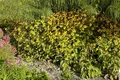 Pflanzen für Dich Staude Rudbeckia triloba, 1 St., Dreilappiger Sonnenhut, Dreilappiger Rudbeckie