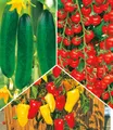 BALDUR Garten 4er Snack-Gemüse Kollektion, Pflanzen im 10,5 cm-Topf, bringt großes Naschvergnügen im Garten, 3 Sorten Snack-Gemüse, viel Ertrag, resistent gegen Krankheiten, ideal für Beet & Balkon