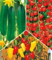 BALDUR Garten 4er Snack-Gemüse Kollektion, Pflanzen im 10,5 cm-Topf, bringt großes Naschvergnügen im Garten, 3 Sorten Snack-Gemüse, viel Ertrag, resistent gegen Krankheiten, ideal für Beet & Balkon
