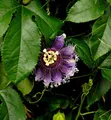 Passionsblume Purple Haze - Passiflora caerulea