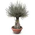 Sunny-Tree   Olivenbaum Im Dekotopf   Olea Europaea   Winterharte Olvenbaum Bonsai 200 cm   100 Jahre Alter Olivenbaum   Fruchttragend