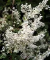 Schlingknöterich 80-100cm - Polygonum aubertii