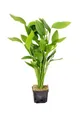 Echinodorus argentinensis - XXL Topf - Aquarium Mutterpflanze Dennerle 158