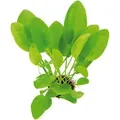 Dennerle Plants Aquariumpflanze Echinodorus Cordifolius Mini