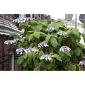 Hydrangea Aspera Samthortensie 60-100 cm