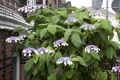 Pflanzen für Dich Gehölze Hydrangea aspera Macrophylla, 1 St., Raue Hortensie, Samthortensie