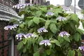 Hydrangea aspera 'Macrophylla', Samthortensie, 60–100 cm