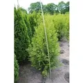 Thuja occidentalis 'Brabant' 150-175 cm
