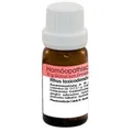 Rhus Toxicodendron D12 10 G