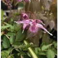 Elfenblume Purple Pixie - Epimedium grandiflorum