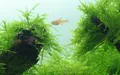 Taxiphyllum barbieri 'Bogor Moss', Tropica 1-2 Grow, in Vitro Wasserpflanze