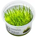 Taxiphyllum barbieri - Javamoos | In-Vitro