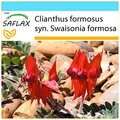 SAFLAX - Geschenk Set - Papageischnabel/Teufelskopf - 20 Samen - Mit Geschenk- / Versandbox, Versandaufkleber, Geschenkkarte und Anzuchtsubstrat - Clianthus formosus