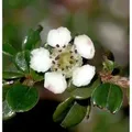 Hochstamm Immergrüne Kissenmispel 60-80cm - Cotoneaster microphyllus