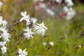 Pflanzen für Dich Staude Dianthus arenarius, 1 St., Sand-Nelke, Sandnelke