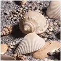 Wallario Aufkleber Möbelfolie Lack Tisch 55x55cm Muscheln Strand muschel Sand