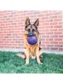 KONG Dog Toy Flexball 15cm