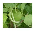 35x ELMORO BIO (Phaseolus vulgaris) Bohnen Gemüse Garten Pflanzen - Samen SV31