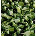 Funkie Whirlwind - großer Topf - Hosta fortunei