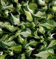 Funkie Whirlwind - großer Topf - Hosta fortunei